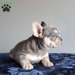 Reba, French Bulldog Puppy