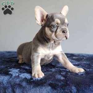 Reba, French Bulldog Puppy