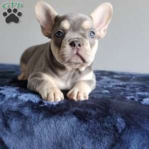 Reba, French Bulldog Puppy