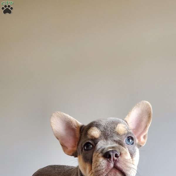 Reba, French Bulldog Puppy