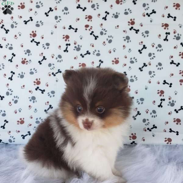 Bo, Pomeranian Puppy