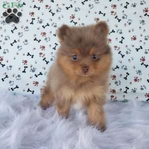 Pomeranian Puppies For Sale - Greenfield Puppies