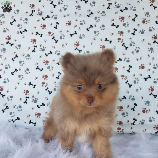 Theo, Pomeranian Puppy