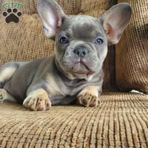 Lizzie, French Bulldog Puppy