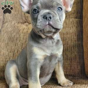 Lizzie, French Bulldog Puppy