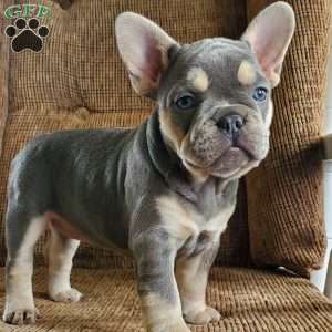 Reese, French Bulldog Puppy