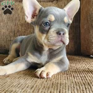 Ryan, French Bulldog Puppy