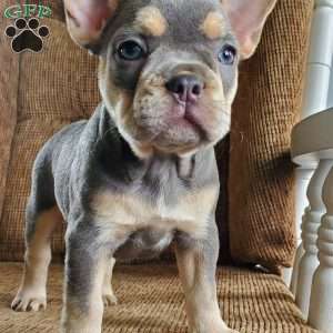 Reba, French Bulldog Puppy