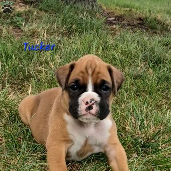 Tucker, Boxer Puppy