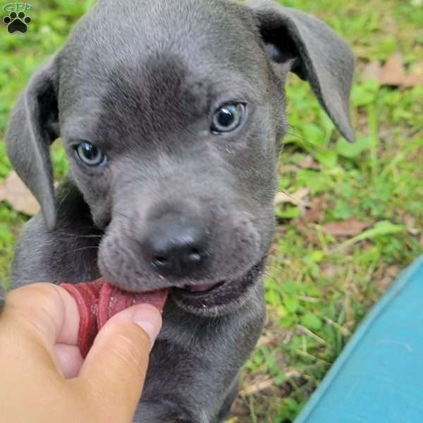 Queen of Hearts, Cane Corso Puppy