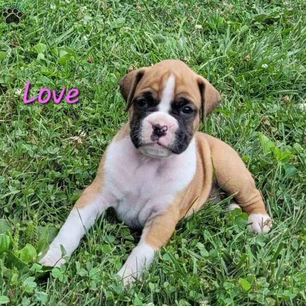 Love, Boxer Puppy