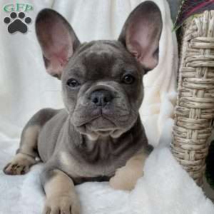 Lizzie, French Bulldog Puppy