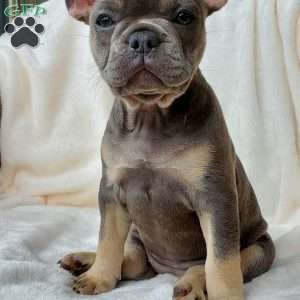 Lizzie, French Bulldog Puppy