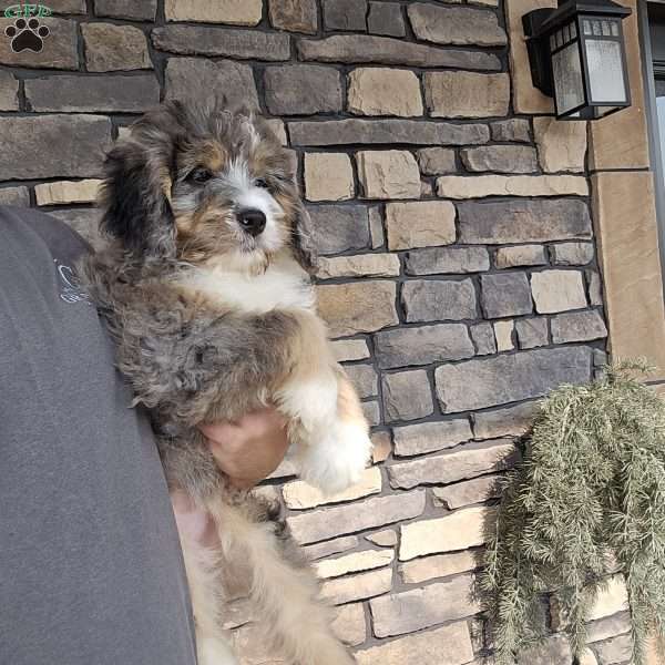 Jasmine, Mini Bernedoodle Puppy