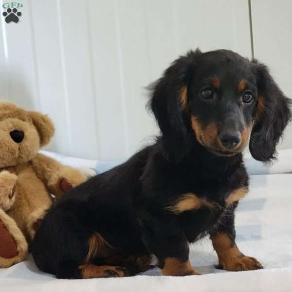 Stevie, Dachshund Puppy