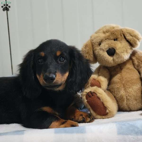 Simon, Dachshund Puppy