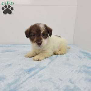 Jack-A-Poo Puppies For Sale - Greenfield Puppies