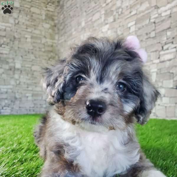 AUTMUN, Mini Aussiedoodle Puppy