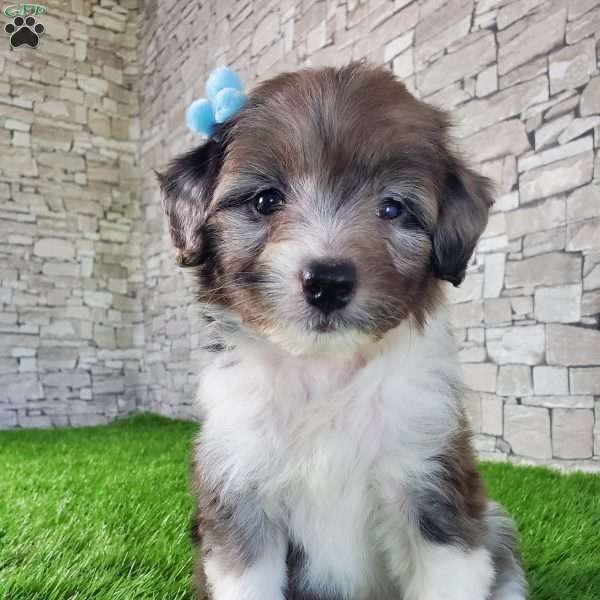 McCORD, Mini Aussiedoodle Puppy