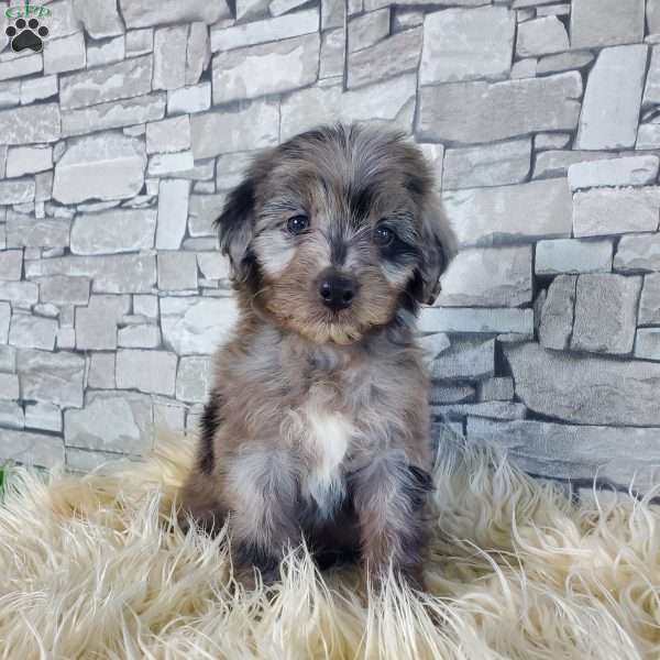 AMBER, Mini Aussiedoodle Puppy