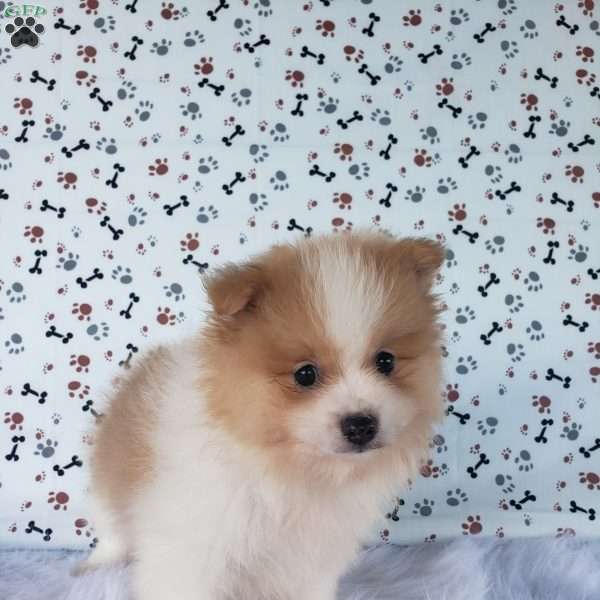 Miles, Pomeranian Puppy