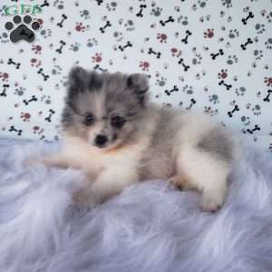 Pomeranian Puppies For Sale - Greenfield Puppies