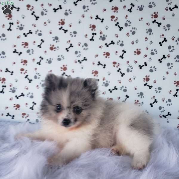 Mason, Pomeranian Puppy