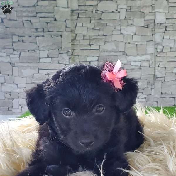 ALLI, Mini Aussiedoodle Puppy