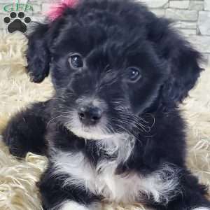 Greenfield puppies aussiedoodle fashion