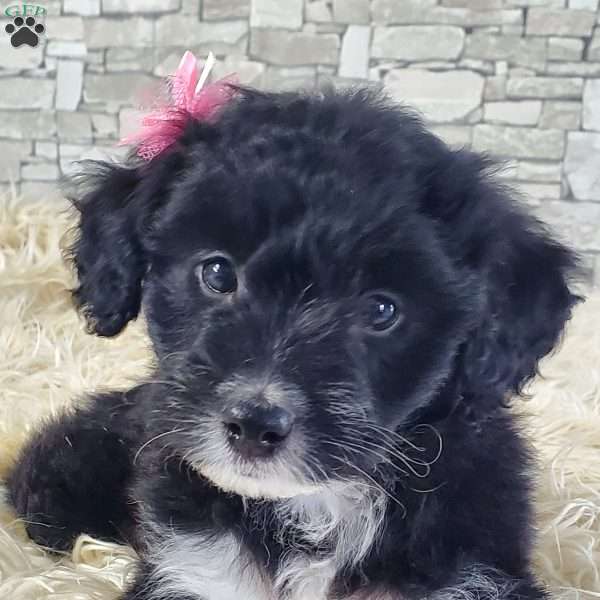 MERCY, Mini Aussiedoodle Puppy