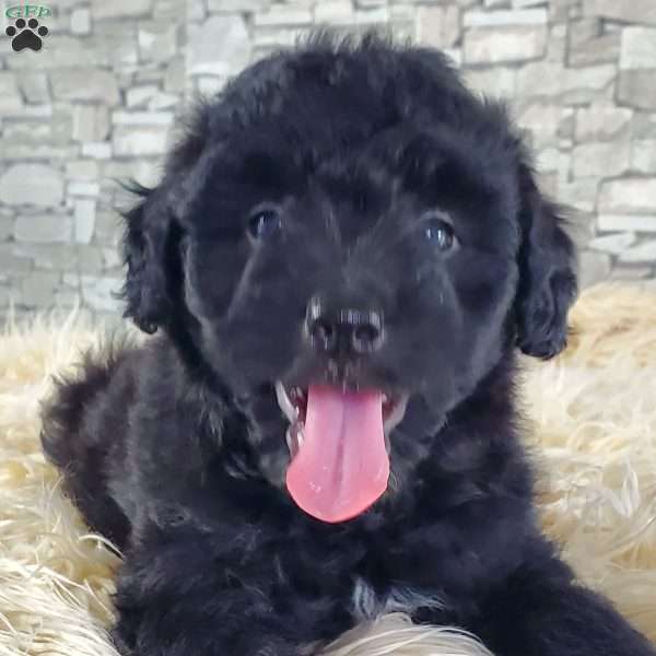 McCALL, Mini Aussiedoodle Puppy