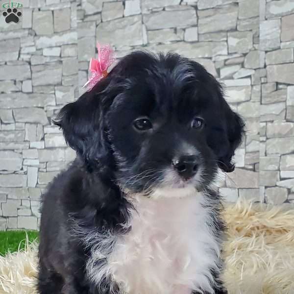 AUSSI, Mini Aussiedoodle Puppy