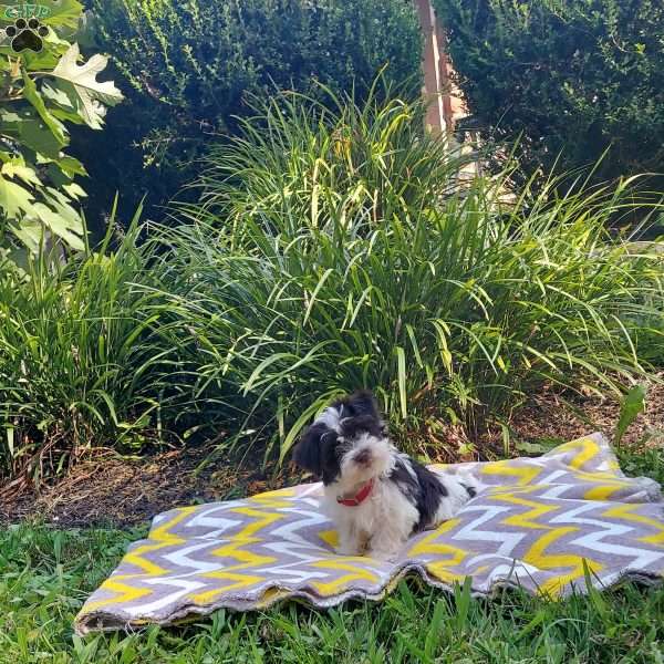 HEART, Havanese Puppy