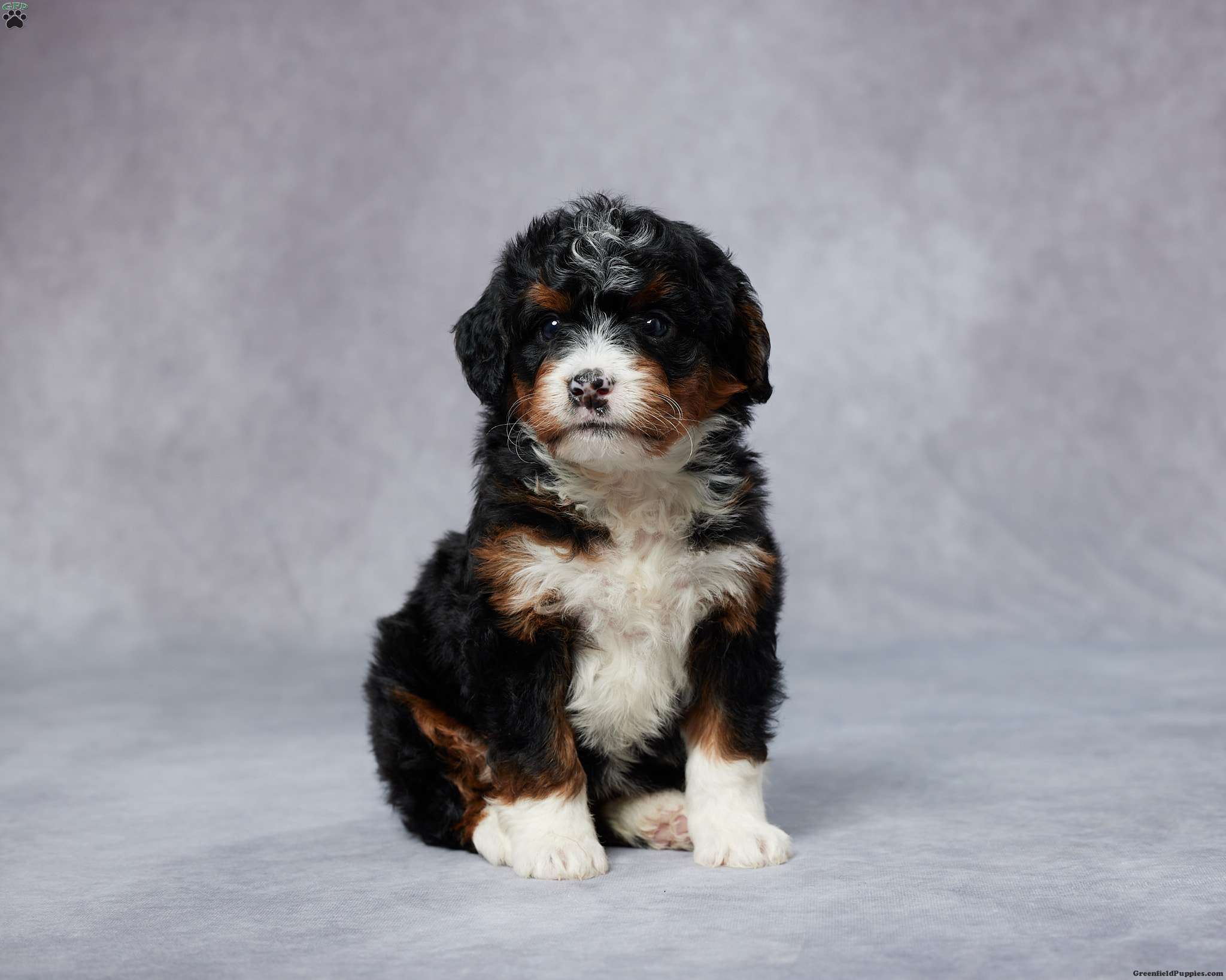 Abby - Mini Bernedoodle Puppy For Sale in Ohio