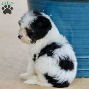 Wayne, Cavapoo Puppy