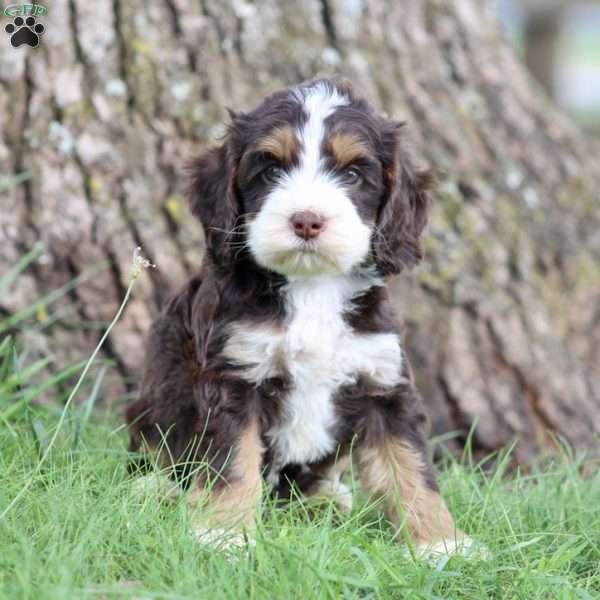 Dawson, Cockapoo Puppy