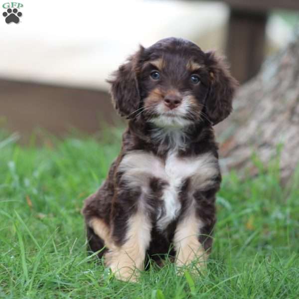 Dusty, Cockapoo Puppy