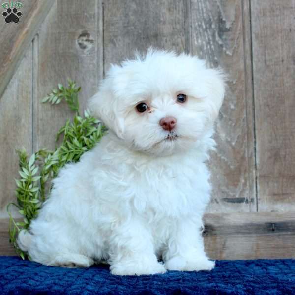 Kody, Maltese Puppy