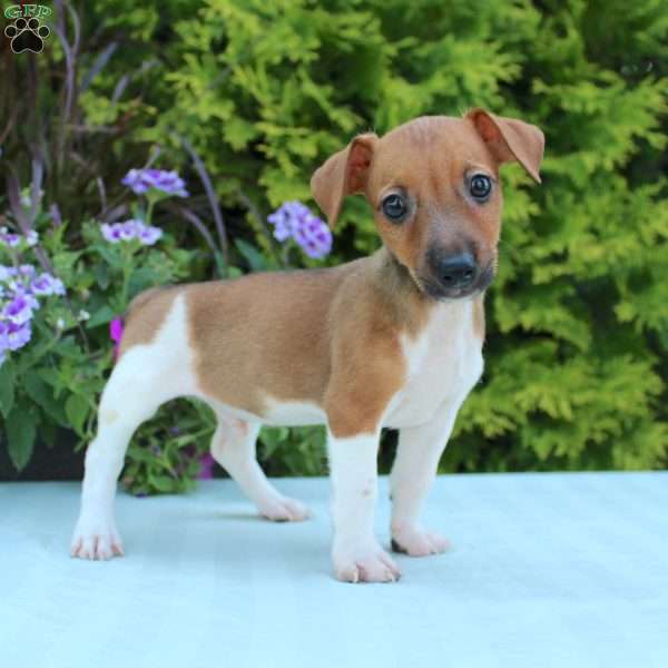 Dean, Jack Russell Terrier Puppy