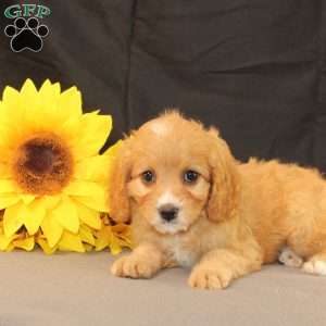 Karla, Cavapoo Puppy