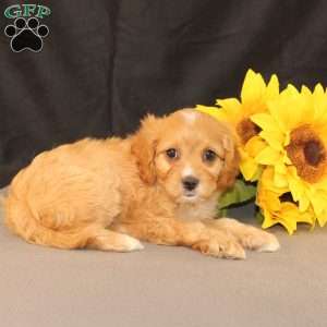 Kim, Cavapoo Puppy