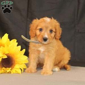 Kody, Cavapoo Puppy