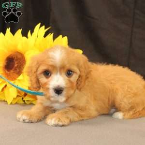 Kyle, Cavapoo Puppy