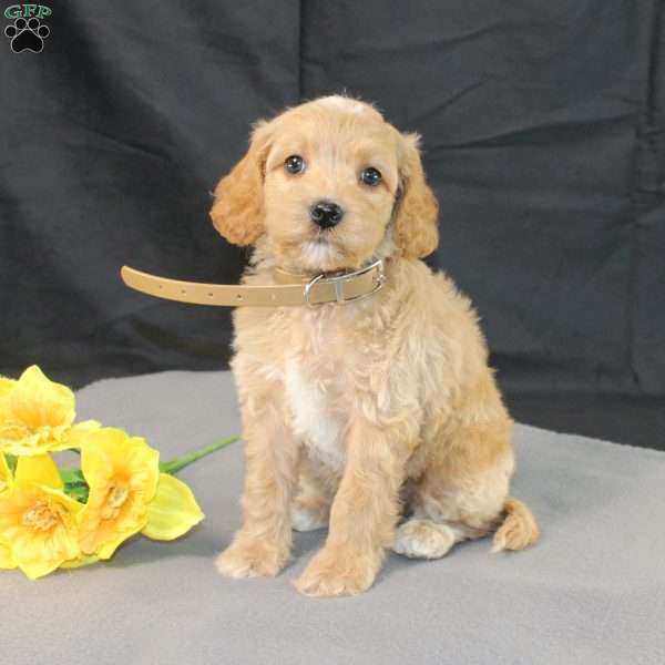 Dorothy, Golden Cavadoodle Puppy