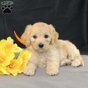 Dewdrop, Golden Cavadoodle Puppy