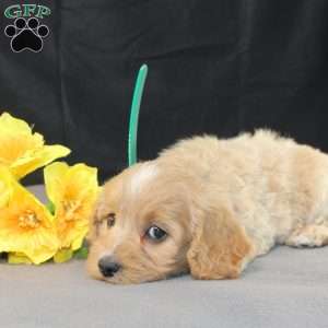 Dream, Golden Cavadoodle Puppy