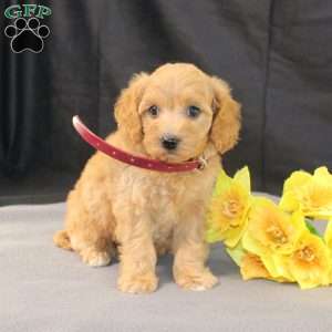 Dana, Golden Cavadoodle Puppy