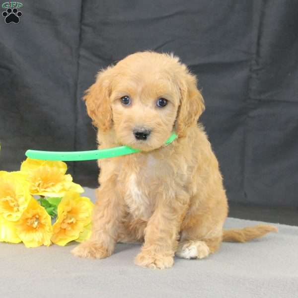 Dixie, Golden Cavadoodle Puppy