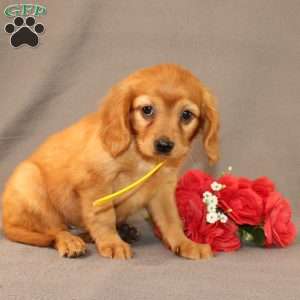 Naomi, Miniature Golden Retriever Puppy