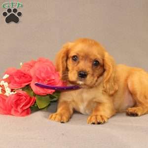 Nicole, Miniature Golden Retriever Puppy